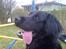 Flat coated retriever Frida