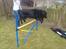 Flat coated retriever Frida
