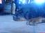 Rottweiler Theis<3 |R.I.P Min Engel|<3 - Jeg elsker dig Theis<3