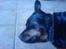 Rottweiler Theis<3 |R.I.P Min Engel|<3 - <3