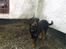 Rottweiler Theis<3 |R.I.P Min Engel|<3 - <3