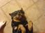 Rottweiler Mollie<3 |Molsen|<3 R.I.P Min trold..<3 - Min dejlige Mollie<3