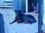 Rottweiler Mollie<3 |Molsen|<3 R.I.P Min trold..<3 - <3