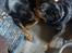 Rottweiler Mollie<3 |Molsen|<3 R.I.P Min trold..<3 - Theis og Mollie kysser<3