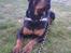 Rottweiler Fafner<3 |Faffe'laffe|<3 - Min Fafner<3