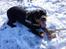 Rottweiler Fafner<3 |Faffe'laffe|<3 - Han elsker sin bold<3