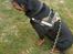Rottweiler Fafner<3 |Faffe'laffe|<3