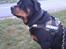 Rottweiler Fafner<3 |Faffe'laffe|<3