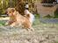 Golden retriever Leongolden Cha Cha Cha - 11-05-12