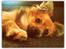 Blanding af racer Chihuahua/Pomeranian - Paco - <3