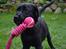 Blanding af racer Bell (labrador/boxer) - 12 uger.