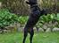 Blanding af racer Bell (labrador/boxer) - 12 uger.