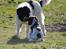 Engelsk springer spaniel Hannibal<3 - Hannibal møder en stor hund!