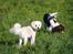 Engelsk springer spaniel Hannibal<3 - Hannibal & hans bedste ven Anton<3