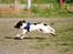 Engelsk springer spaniel Hannibal<3