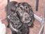 Cocker spaniel Trold