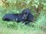 Cocker spaniel Trold