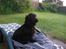 Cocker spaniel Trold