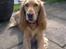Cocker spaniel molly
