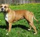 Amerikansk staffordshire terrier Bailey
