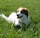 Kooikerhondje Kooijoy Garlic