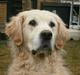 Golden retriever Woodsquares That's My Ludvig