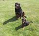Rottweiler Diesel