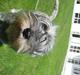 Mellemschnauzer Barbie