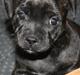 Staffordshire bull terrier Tiki