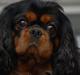Cavalier king charles spaniel Cquita (Kita) <3