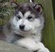 Alaskan malamute Aiko