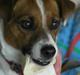 Jack russell terrier * Frida *