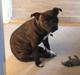Staffordshire bull terrier Freja