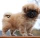 Tibetansk spaniel DK Tara af Elberget