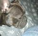 Fransk bulldog Fie
