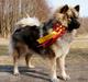 Eurasier Arachuns Atsue