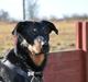 Beauceron Cosmo