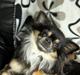 Chihuahua Chihuahua Odo of Blue Diamonts ~Odo~