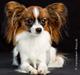 Papillon NA's Molly