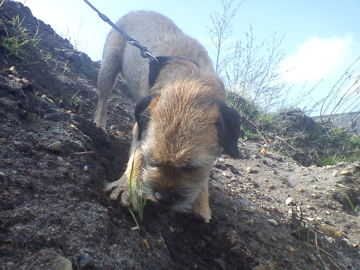 Border terrier Gizmo billede 10