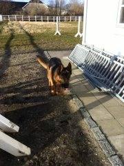 Schæferhund Diesel<3 Den vilde:-* billede 7
