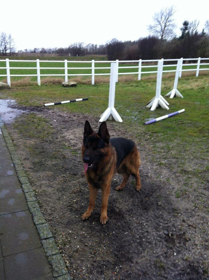 Schæferhund Diesel<3 Den vilde:-* billede 3