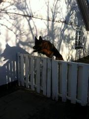 Schæferhund Diesel<3 Den vilde:-* billede 2