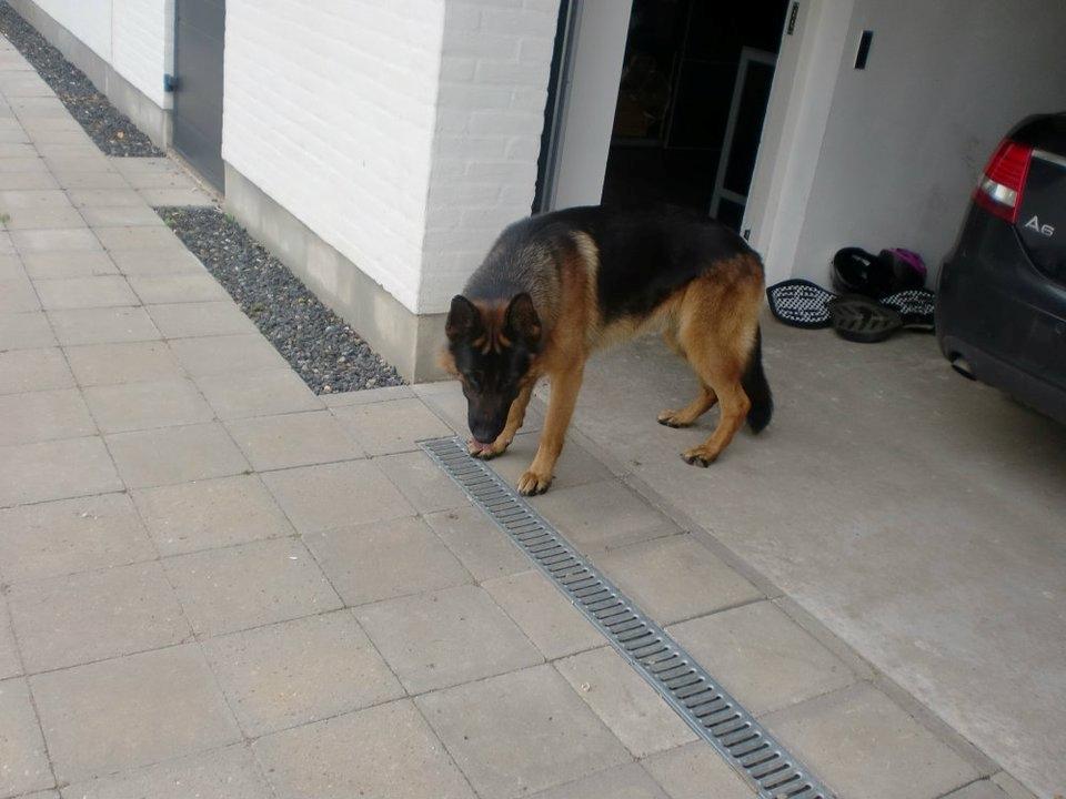 Schæferhund Diesel<3 Den vilde:-* billede 5