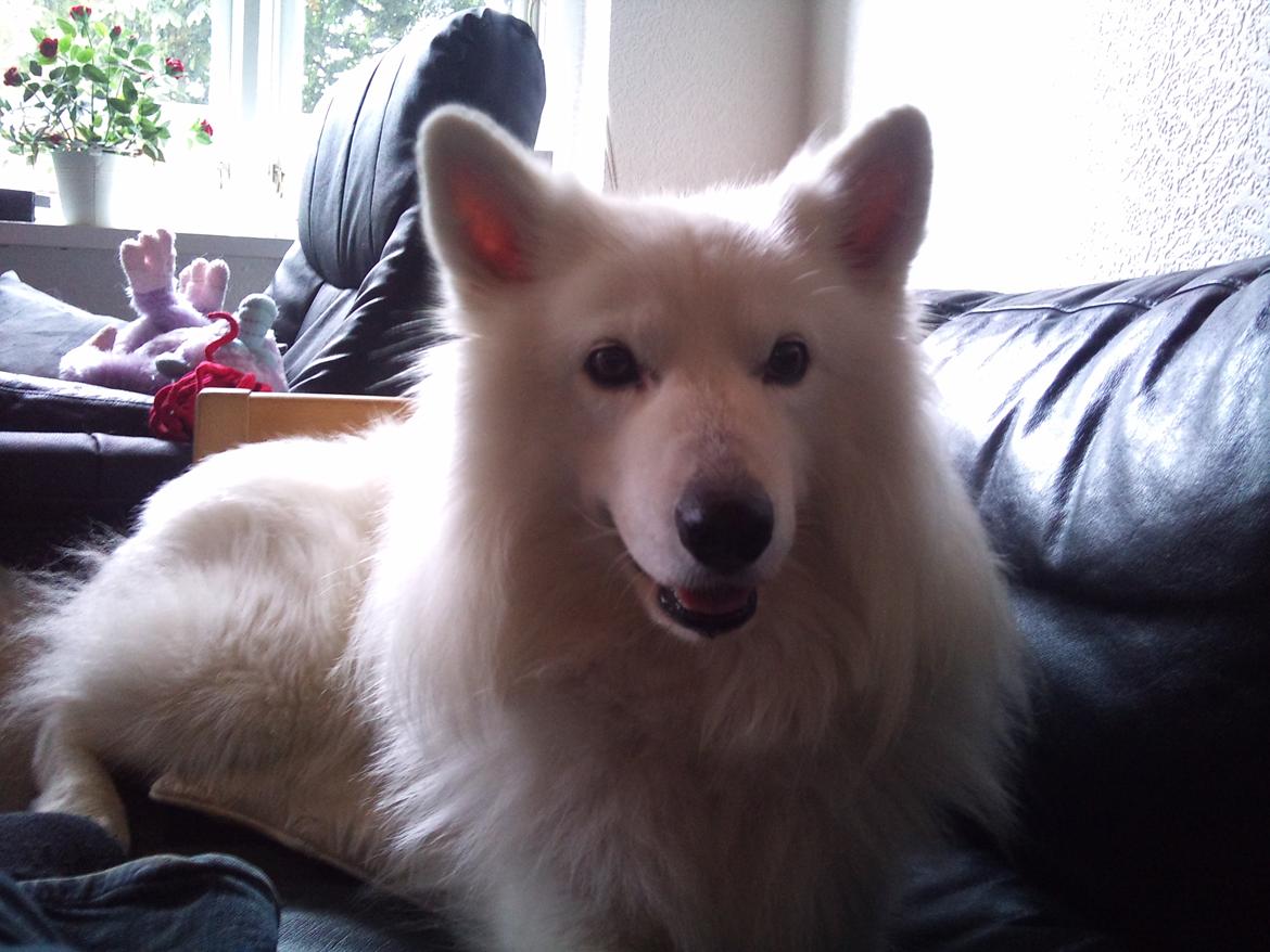 Blanding af racer Simba/simmergøj *RIP 26/6-2012* billede 2