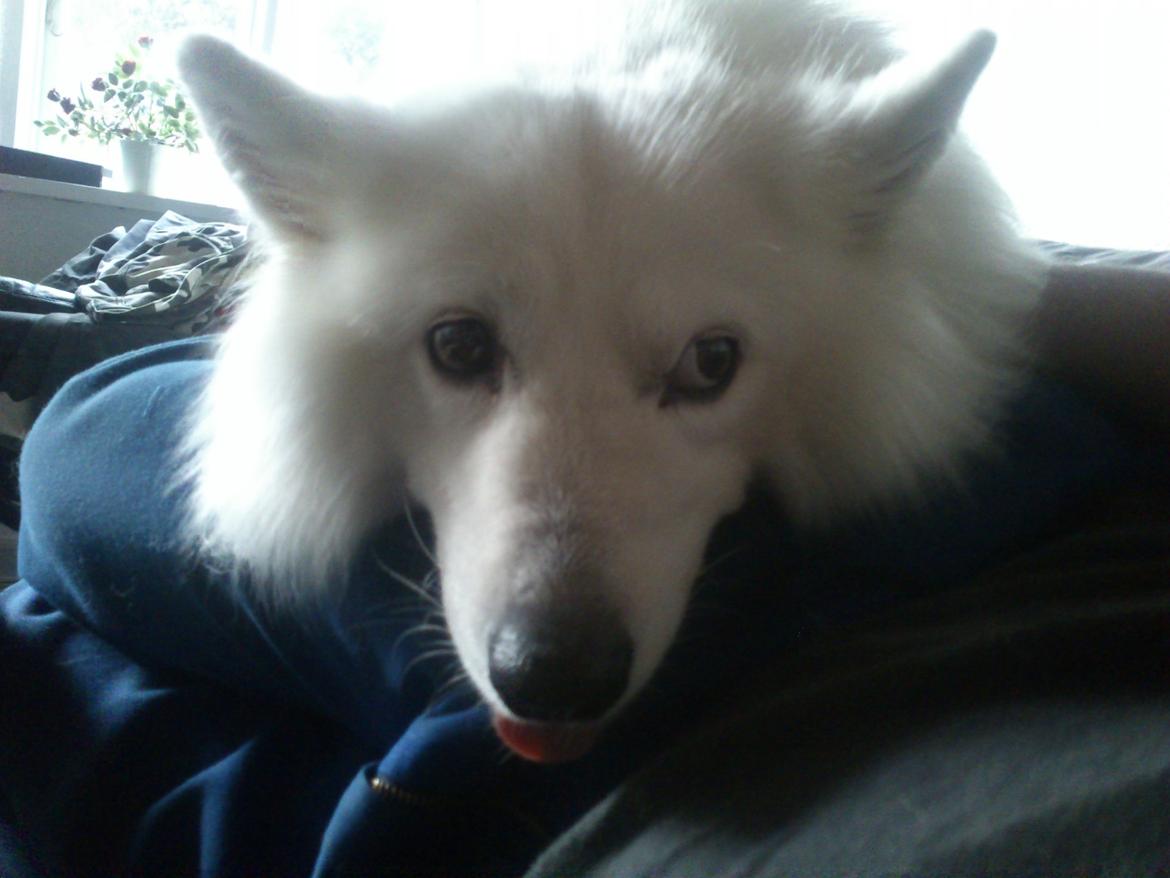 Blanding af racer Simba/simmergøj *RIP 26/6-2012* billede 3