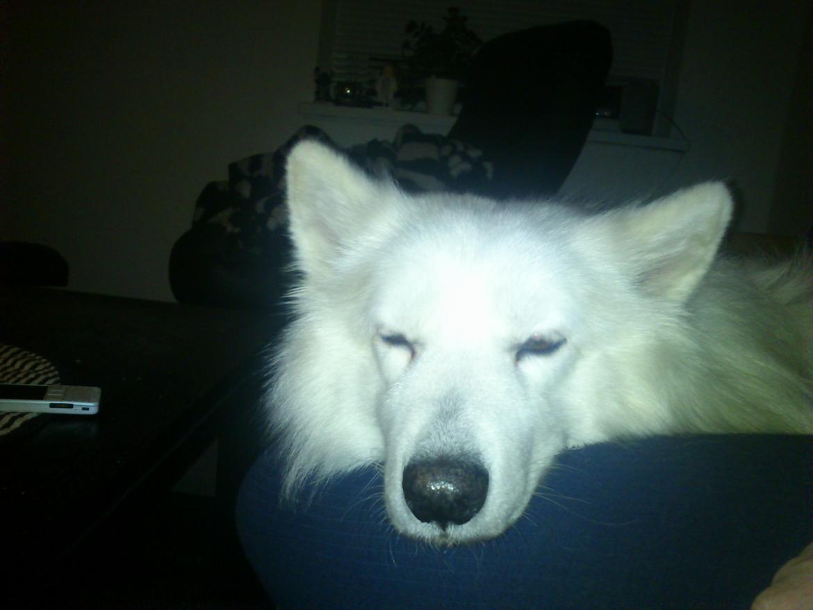 Blanding af racer Simba/simmergøj *RIP 26/6-2012* billede 4