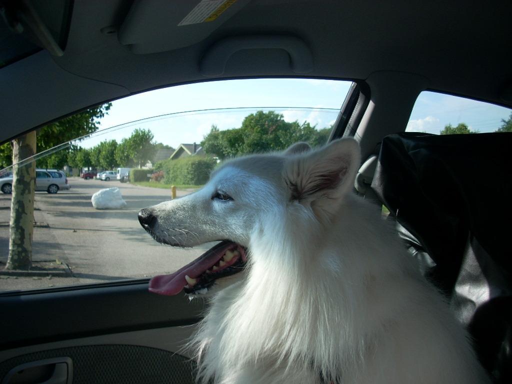 Blanding af racer Simba/simmergøj *RIP 26/6-2012* billede 6