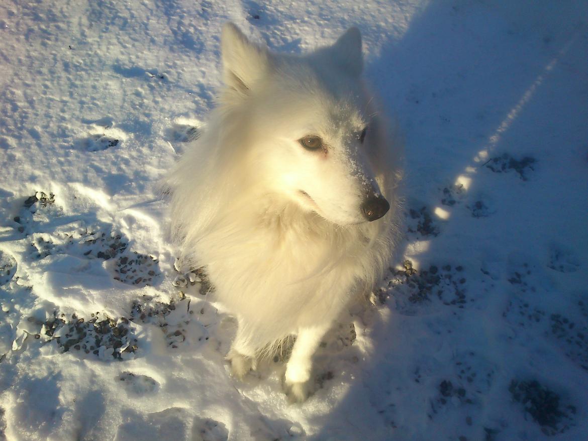 Blanding af racer Simba/simmergøj *RIP 26/6-2012* billede 7