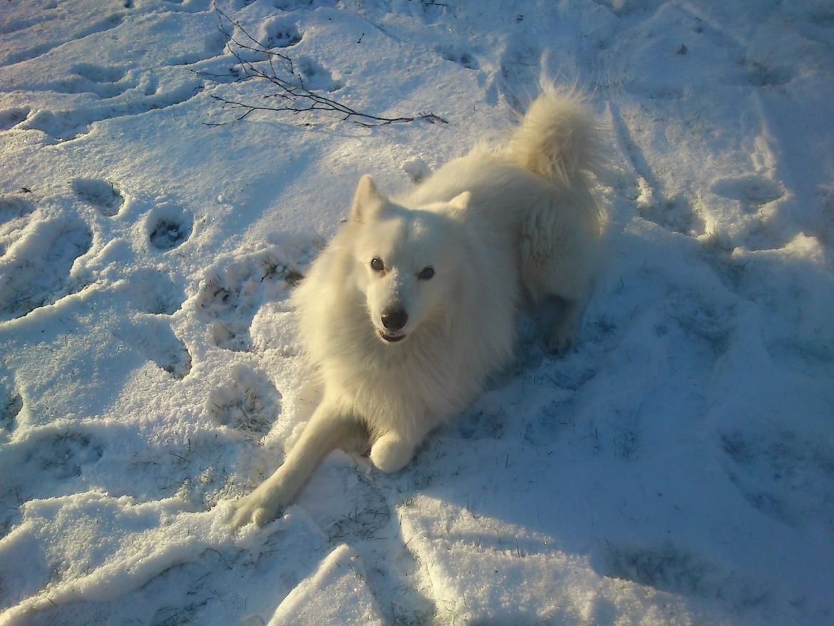 Blanding af racer Simba/simmergøj *RIP 26/6-2012* billede 8